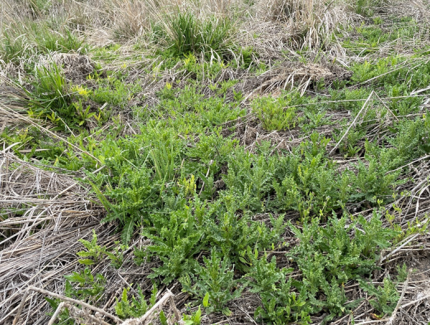 Canada thistle infestation in a habitat plot. 