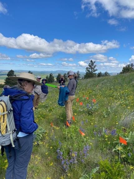     Discussion around silene restoration efforts into remnant Palouse Prairie. 