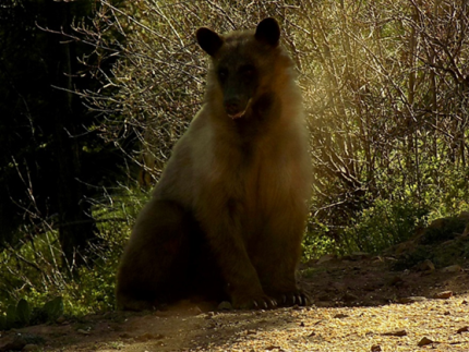 Bear eating corn.