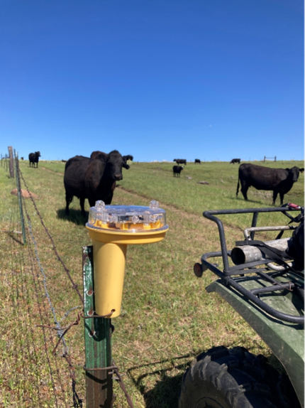   A foxlight deployed in an active calving pasture in Columbia Pack territory. 