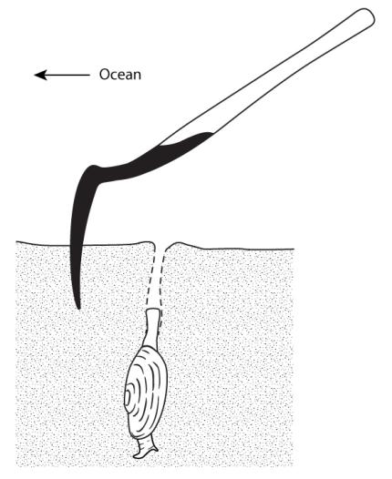 How to Gather Clams (Tools & Tips)