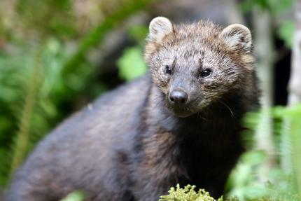 Close up of a fisher in the forest