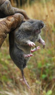 Photo of a gloved hand holding up a Mazama pocket gopher