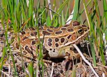 Largish brown and tan frog with dark brown spots crouched in the grass