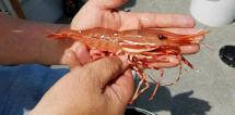 A large spot shrimp being held in the palm of a hand showing pink coloration with white stripes on the legs and head
