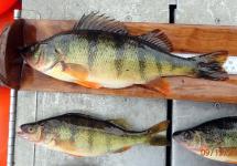 Three yellow perch laying on the deck of a boat. Fish are light green in color with dark vertical stripes and dark backs