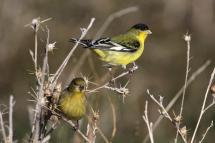Pair of small yellow and black birds perched in thistle branches