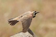 Small brown and tan bird with black and yellow head plumage including black "horns" (feathers) in flight