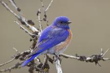 Small bluebird with deep blue plumage and white/tan breast perched on a small branch