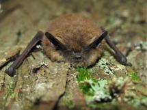A little brown bat clings to the bark of a mossy tree.