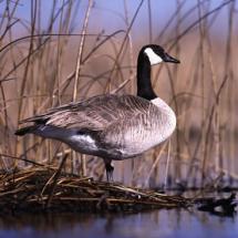 A Canada goose stands in shallow water.