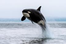 Orca breaching in Puget Sound
