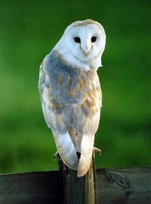 A barn owl turns its head 180 degrees.