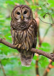 A barred owl perches on a thin branch.