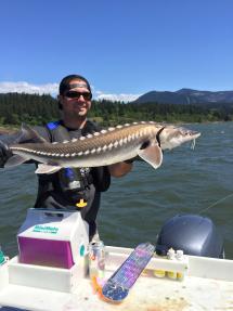White sturgeon being held up by fisherman on a boat