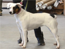 White dog with brown and black splotches on a leash