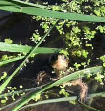 Newly released western pond turtle