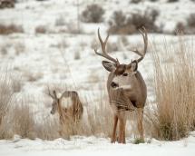 two beautiful mule deer in winter