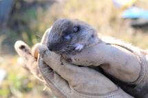 A Mazama pocket gopher calmly resting within two gloved hands