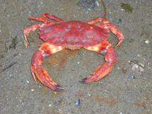 The Red rock crab Cancer productus