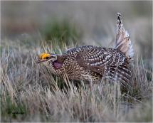 Adult male sharp-tailed grouse displaying on mating grounds