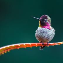 Anna's hummingbird