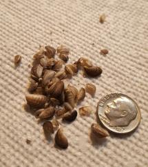 Dozens of mussels are shown next to a dime to demonstrate their tiny size.