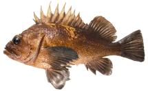 High definition photo of a Quillback rockfish
