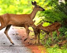 Doe with two fawns