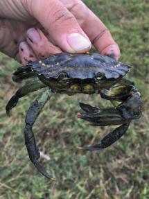 Hand holds European green crab