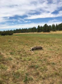 Dead mule deer lying in a field