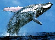 Humpback Whale Breaching