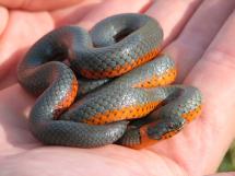 A hand holds a coiled ringneck snake