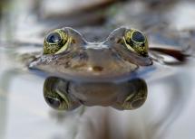 Closeup of an Oregon spotted frog peering just above the water's surface