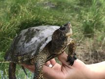 An adult western pond turtle in the hand of a WDFW biologist