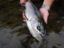 Coastal cutthroat trout 