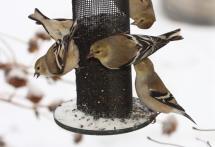 Finches at a tube feeder