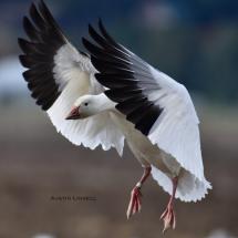 Snow goose landing in field with wings forward 