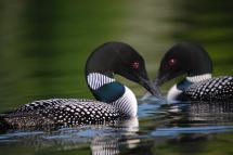 Close up of a  pair male and female loons in breeding plumage facing each other on the water 