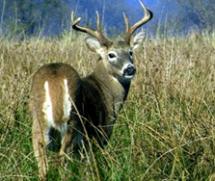 A Columbian white-tailed deer buck with branched antlers, standing in a grassy field
