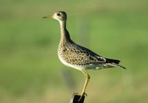 Close up of an upland sandpiper perched on a fencepost.