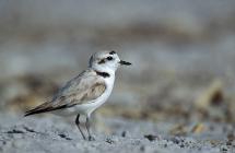 An adult western snowy plover standing on a sandy beach