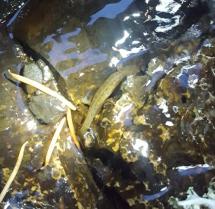 A Cascade torrent salamander between rocks in a creek