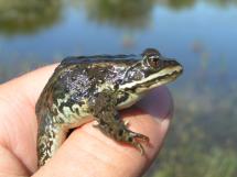 Closeup of a Columbia spotted frog being held in a hand