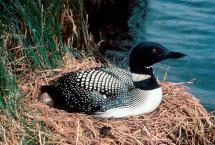 An adult common loon sitting on its nest on a shoreline