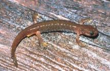A closeup of an Olympic torrent salamander on a wood surface.