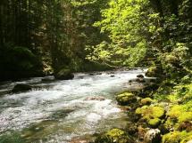fast flowing river and riparian habitat
