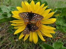 butterflies on yellow flower