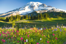 Mount Rainier covered in snow with wildflowers in the foreground