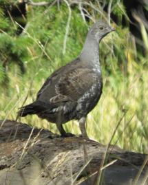 A forest grouse